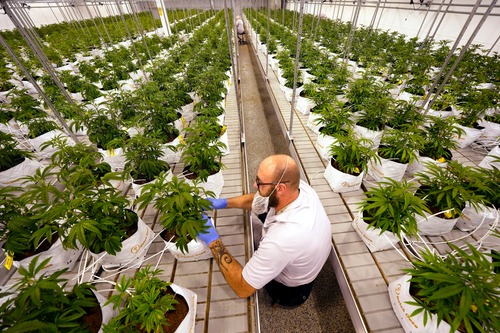 Circadian Rhythms and Cannabis: Does Timing Your High Improve Sleep?